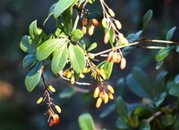 fruiting branch of Berberis vulgaris with green leaves grow in sunny field