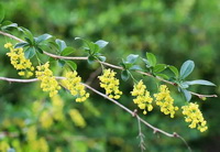 flowering branch of Berberis vulgaris with small pendulous yellow flower spikes