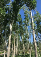 tall trees of Betula lenta L grow in sunny field.