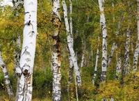 Betula lenta L.:birch woods