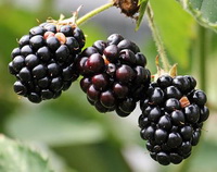 Blackberry:dark purple American Blackberry fruits