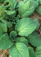 shrubs of Borago officinalis with green leaves grow in field