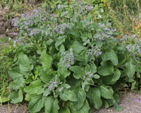 flowering plants of Borago officinalis with small lilac flowers grow in a cluster in a field