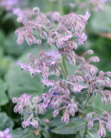 Borago officinalis:small pink flowers and honey bee