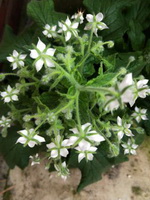 flowering Borage with small white flowers grow in field