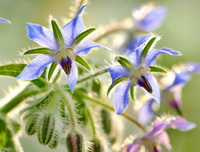 flowering Borage with small lilac and pink flowers grow in sunny field