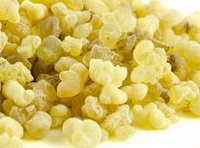 yellowish Resin grains of Boswellia serrata are piled together
