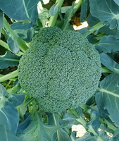green Broccoli grow in field