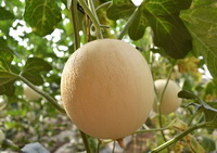 a fruiting plant of Cantaloupe with yellow fruit grow in field