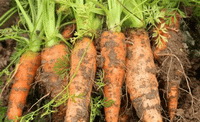 Carrots