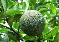 Citrus aurantium:bitter orange