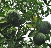 green bitter orange fruits of Citrus aurantium grow on tree