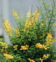 flowering plant of Cytisus scoparius Link with many yellow flower spikes grow in sunny field