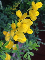 yellow broom flower spike of Cytisus scoparius Link with green leaves grow in field