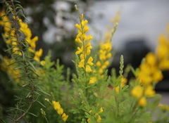 flowering broom shrubs of Cytisus scoparius Link with yellow flower spike grow in field