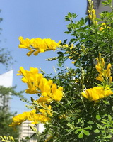 flowering broom plant with yellow flower spikes grow in sunny field