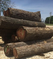 trunk wood segments of Juglans nigra are piled together