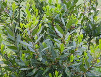 plants of Laurus nobilis with many green leaves grow in field