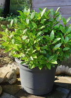 potted plant of Laurus nobilis grow in sunny yard