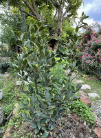a big plant of Laurus nobilis with many green leaves grows in sunny field