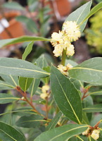 flowering plant of Laurus nobilis with small yellow flowers and green leaves