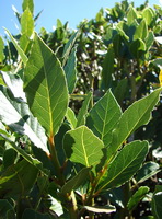 dark green bay leaves of Laurus nobilis grow in sunny field