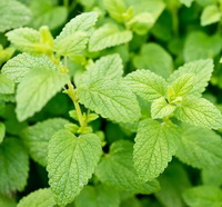 green shrubs of Melissa officinalis with bright green leaves grow in sunny field