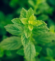 growing plant of Melissa officinalis with small green leaves grow in field