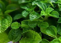 growing plants of Melissa officinalis with green leaves grow in field