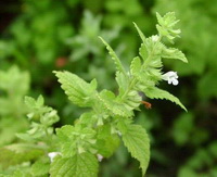 flowering plants of Melissa officinalis with small white flowers grow in sunny field