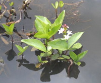 shrubs of Menyanthes trifoliata with small flowers grow in water