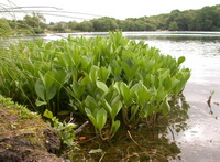plants of Menyanthes trifoliata with green leaves grow at riverside