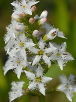 small white flower spikes of Menyanthes trifoliata grow on stem top