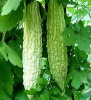 a fruiting plant of Momordica charantia