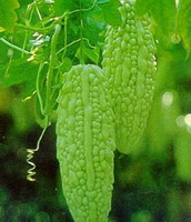 fruiting plant of Momordica charantia with two green pendulous bitter melon fruits