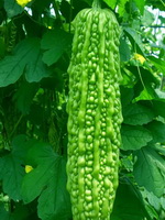 a growing plant vine of Momordica charantia with a bitter bitter guard hanging on stem