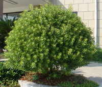 a tree of Myrica cerifera grow near a building