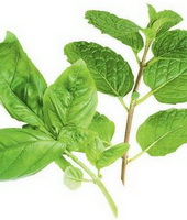 green plant leaves and stems of Ocinum basilicum