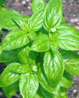 growing plants of Ocinum basilicum with bright green basil leaves