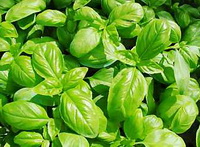 Ocinum basilicum:plants of basil grow in sunny field
