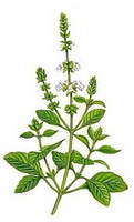 a colorful drawing of Ocinum basilicum,green stem and leaves,small white flowers