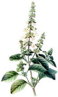 a colorful drawing of Ocinum basilicum,green leaves,white flower spikes