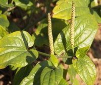 Piper longum:growing plant with flower spike grow in field