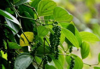 fruiting plants of Piper nigrum with green pepper fruit spikes and green leaves