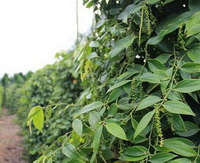 Piper nigrum:growing plant