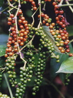 growing plant of Piper nigrum with fruits grow in field