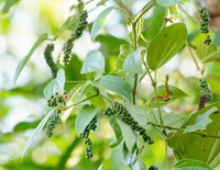fruiting plants of Piper nigrum with green pendulous pepper corns hanging on stems,with green leaves