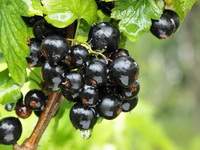 fruiting plant of Ribes nigrum with blackish berries hanging on branch
