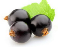 Ribes nigrum:several blackish Black Currant berries