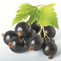 several black currant berries of Ribes nigrum